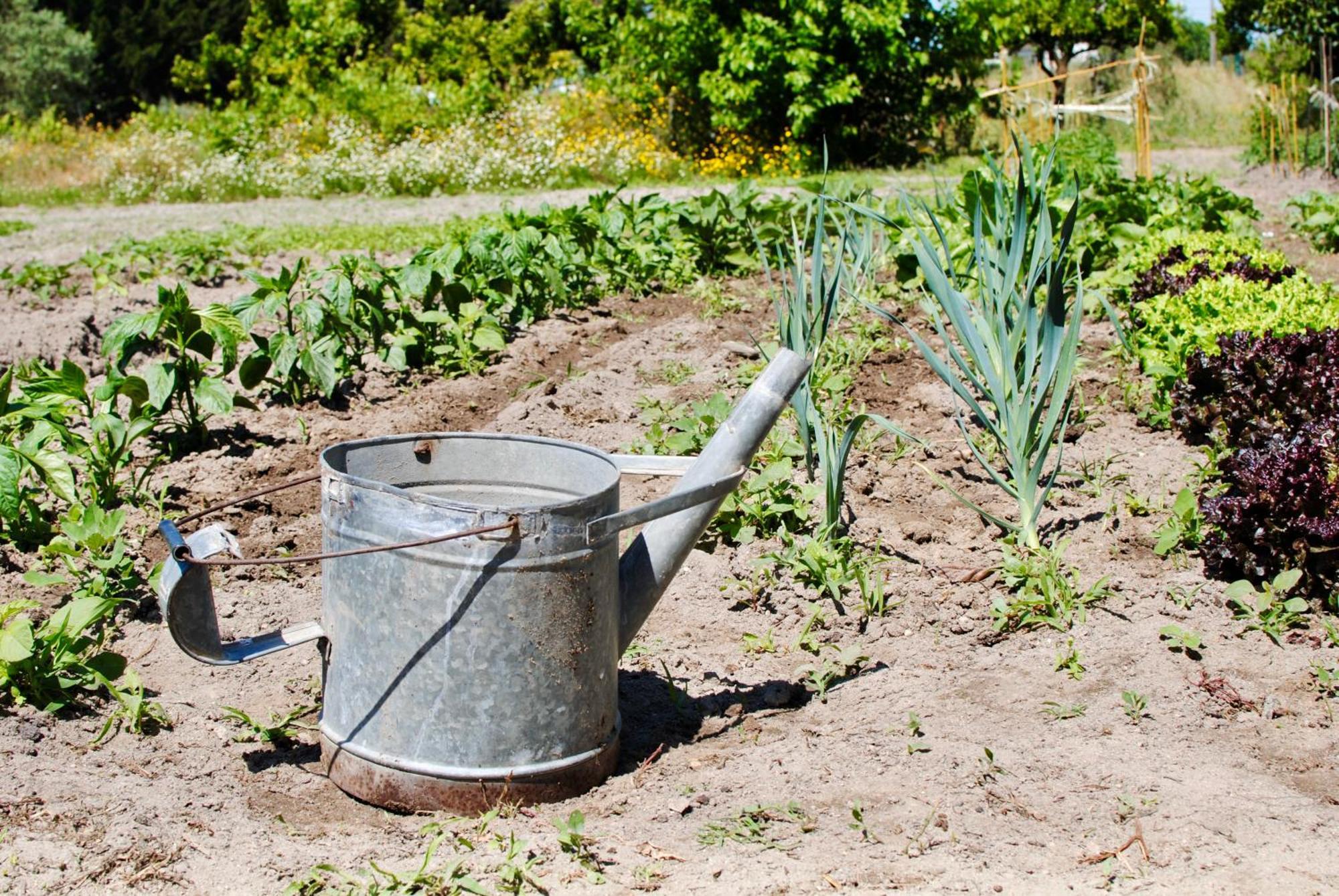 Chitaka'S Organic Farmhouse In Ribatejo Santo Estevao  Eksteriør billede